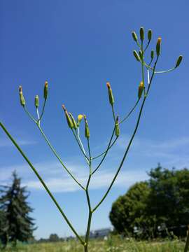 Image of smallflower hawksbeard