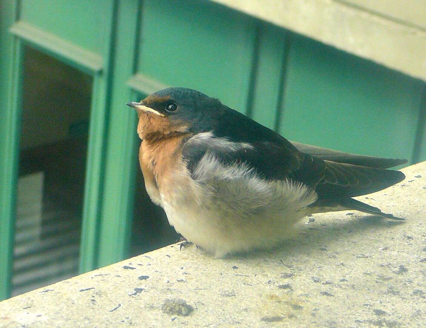 Imagem de Hirundo neoxena Gould 1842