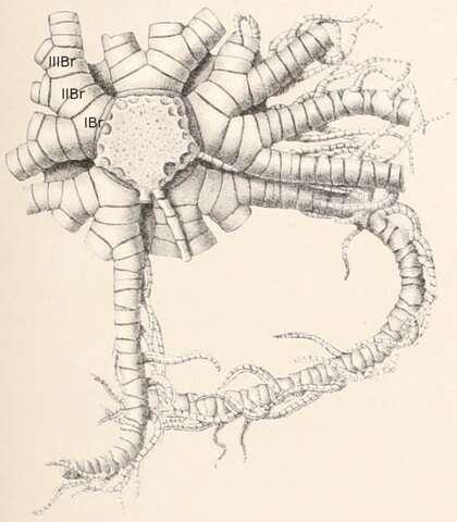Image of Comatulidae Fleming 1828