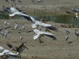 Image of Great White Pelican