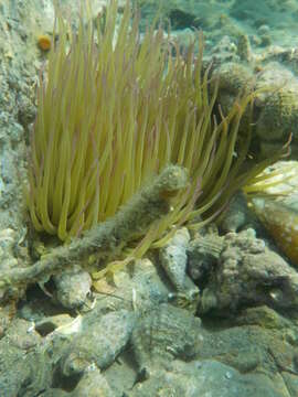 Image of Snakelocks anemone