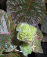 Fittonia gigantea Linden resmi