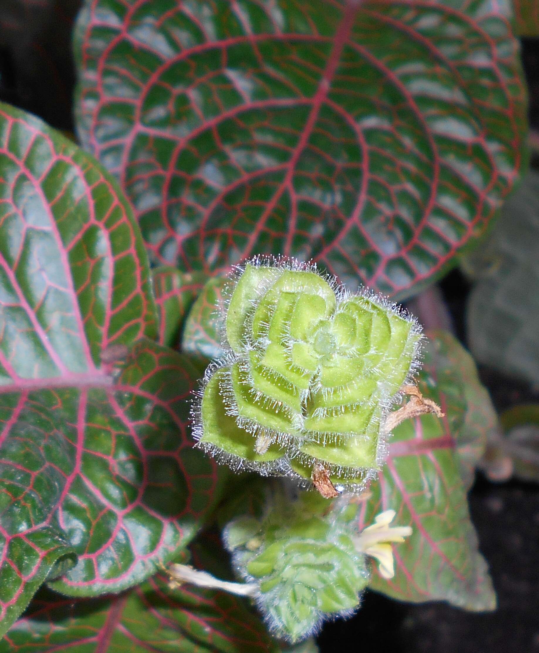 صورة Fittonia gigantea Linden