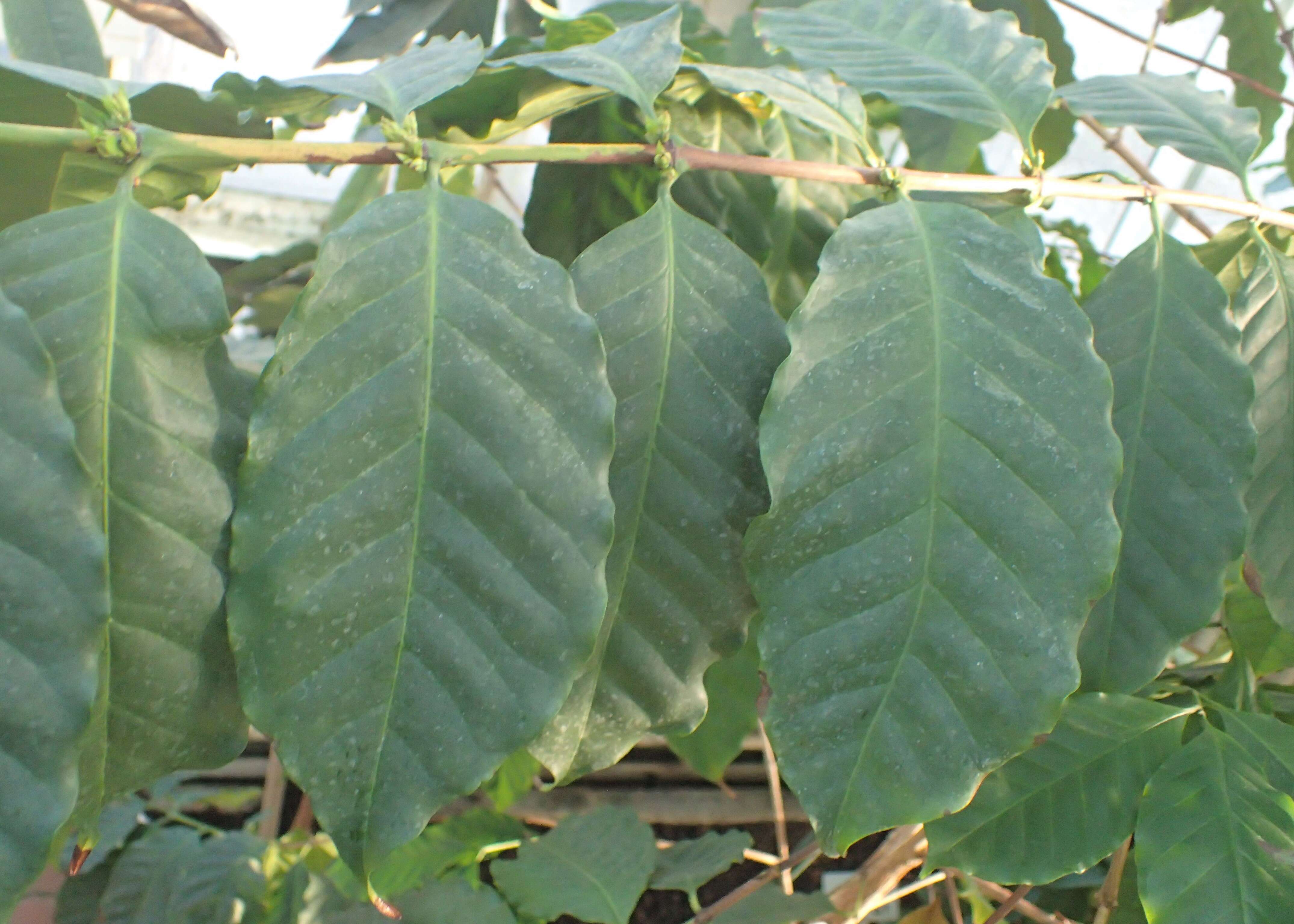 Image of bengal coffee