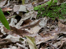 Image of Japanese Grass Lizard