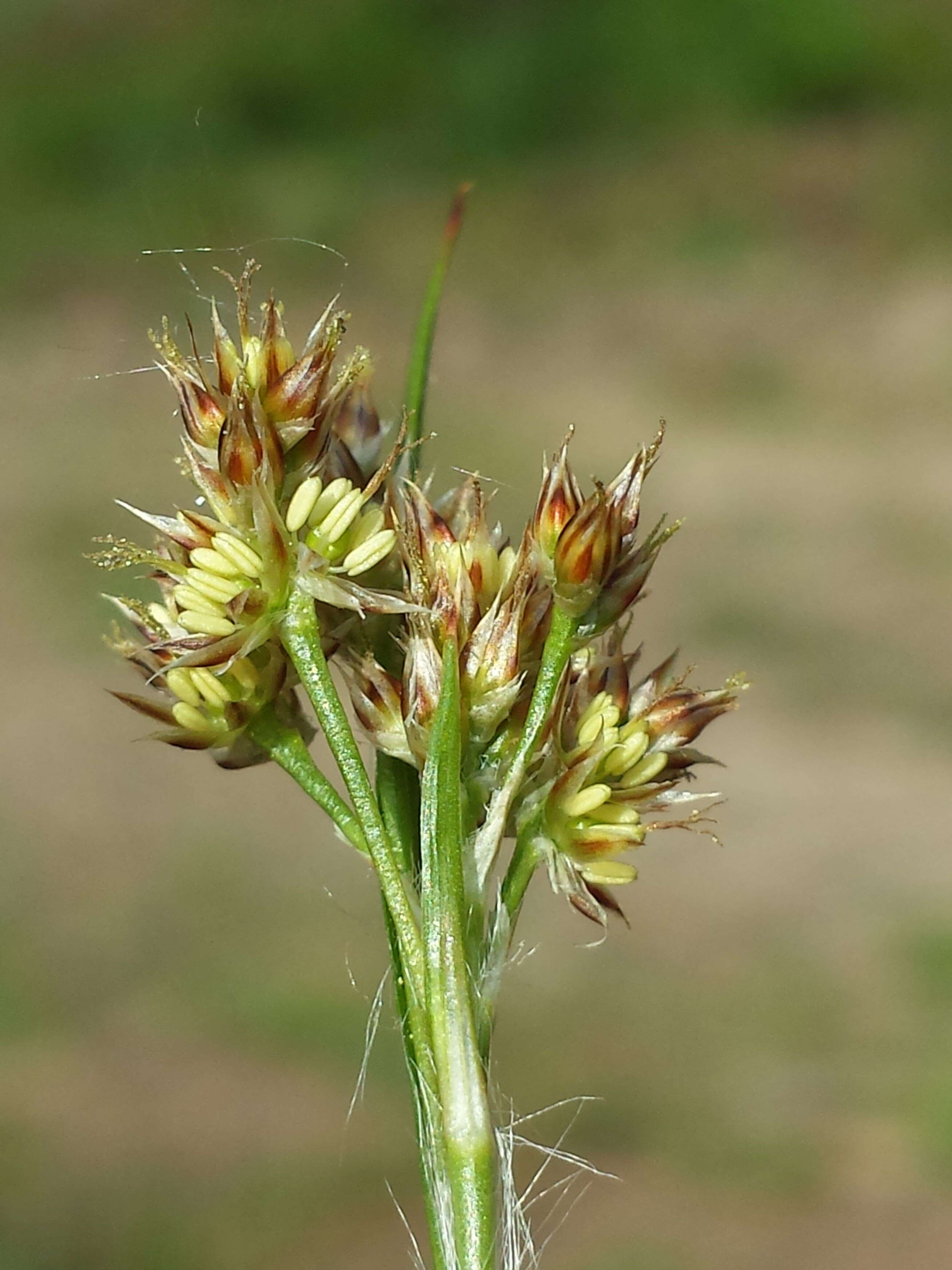 Image of common woodrush