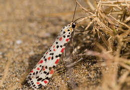 Image of crimson speckled