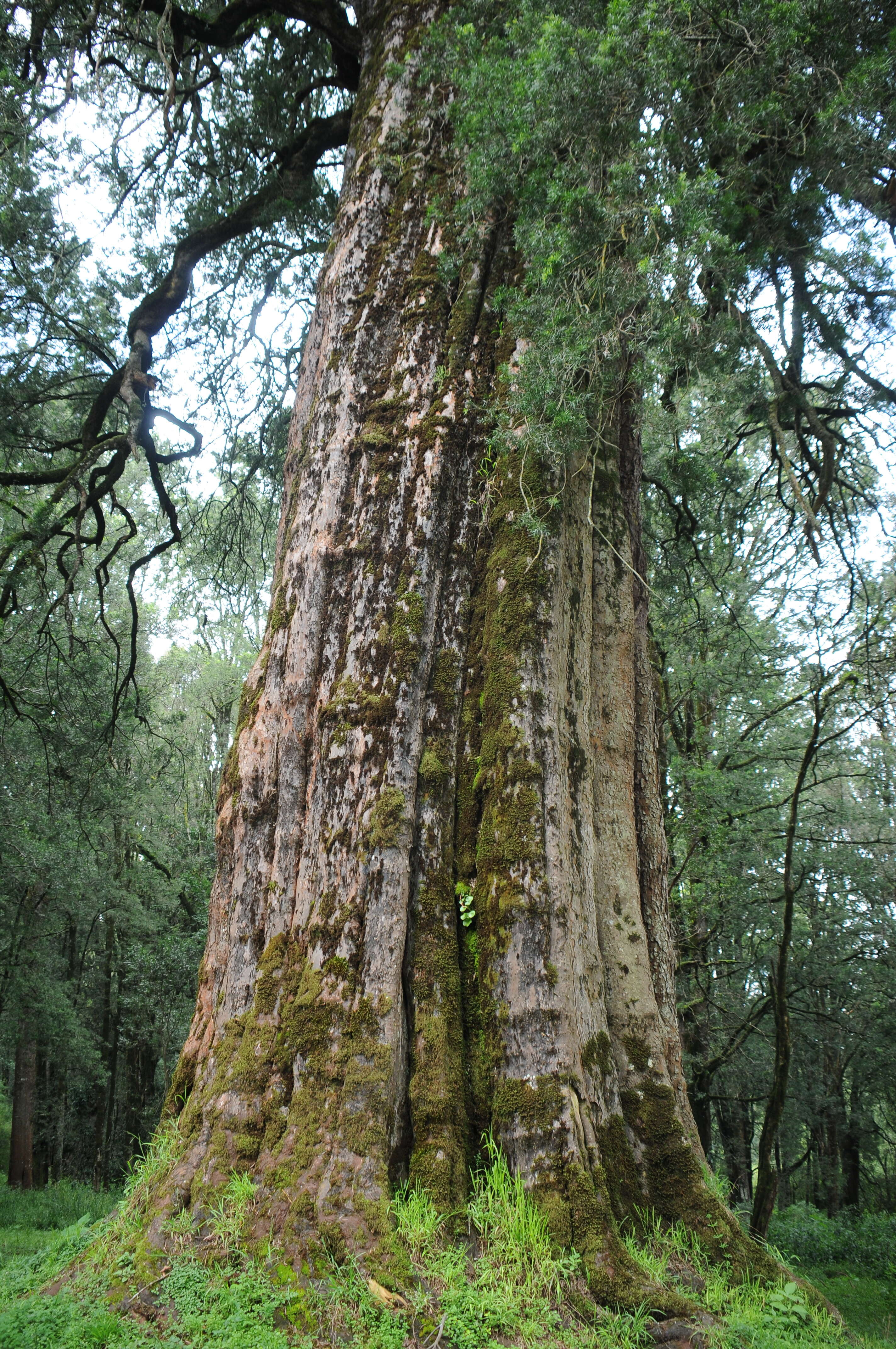 Podocarpus milanjianus Rendle resmi