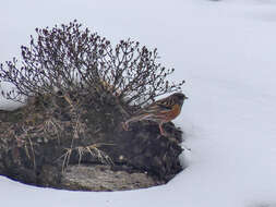 Image of Alpine Accentor