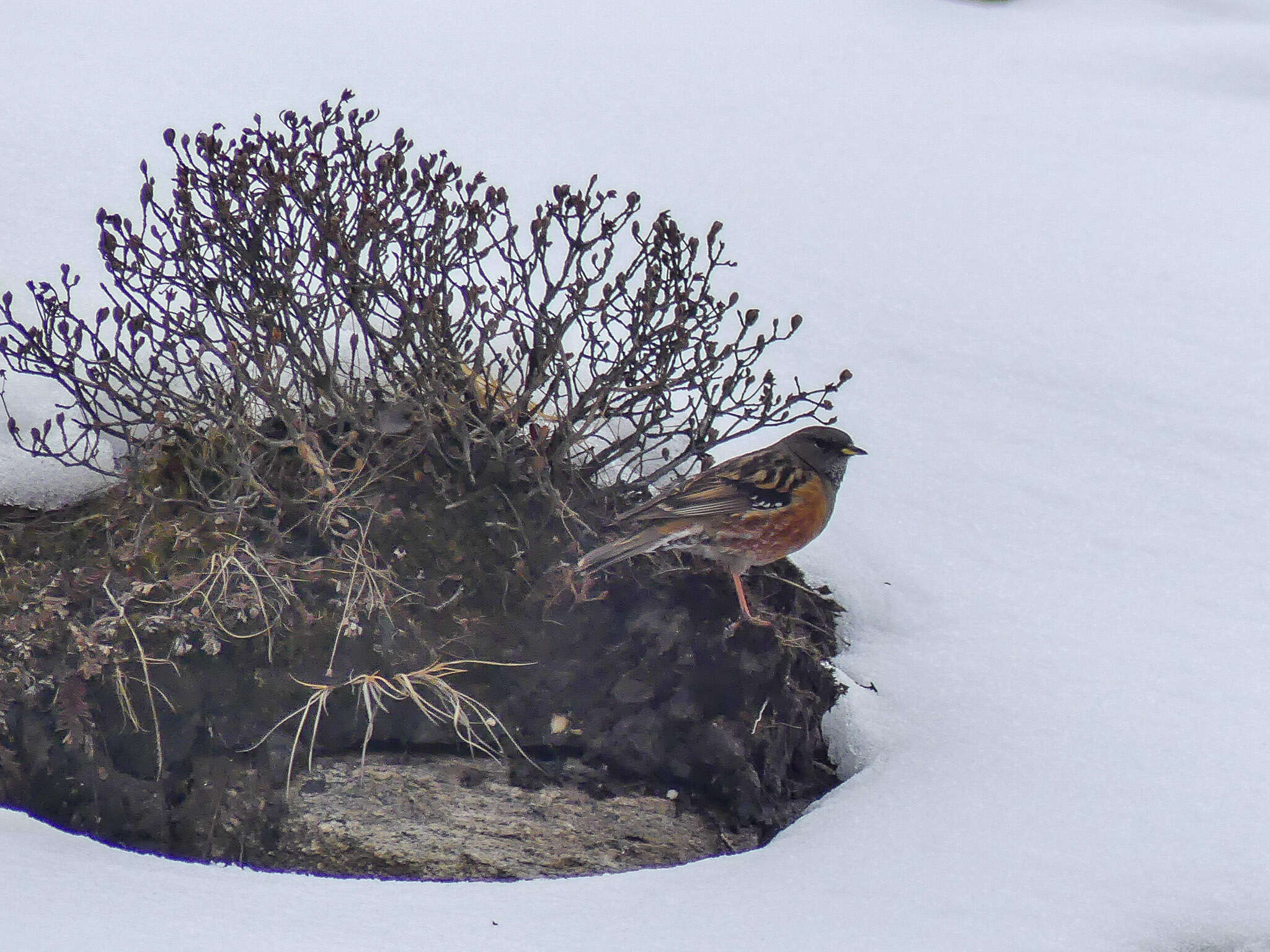 Image of Alpine Accentor