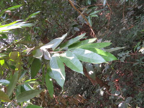 Image of Gymnacranthera canarica (Bedd. ex King) Warb.