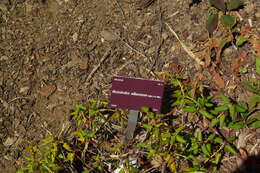 Image of Rhododendron williamsianum Rehder & E. H. Wilson