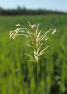 Image of annual vernal-grass