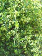 Image of bedstraw