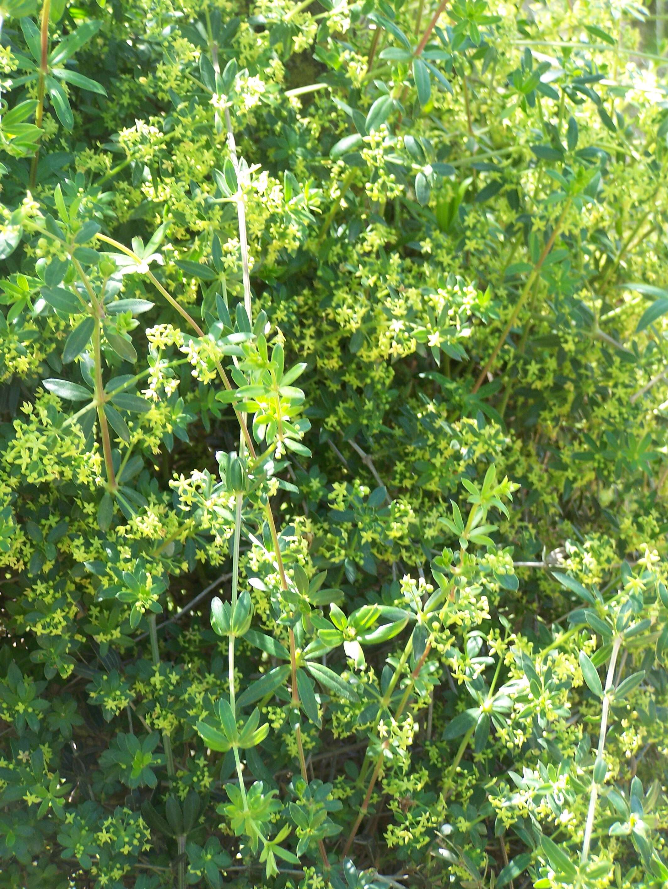 Image of bedstraw