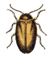 Image of Microcara