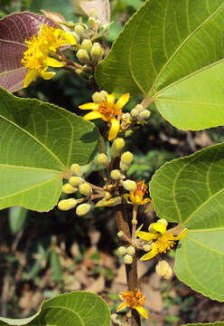 Image of Grewia tiliifolia Vahl