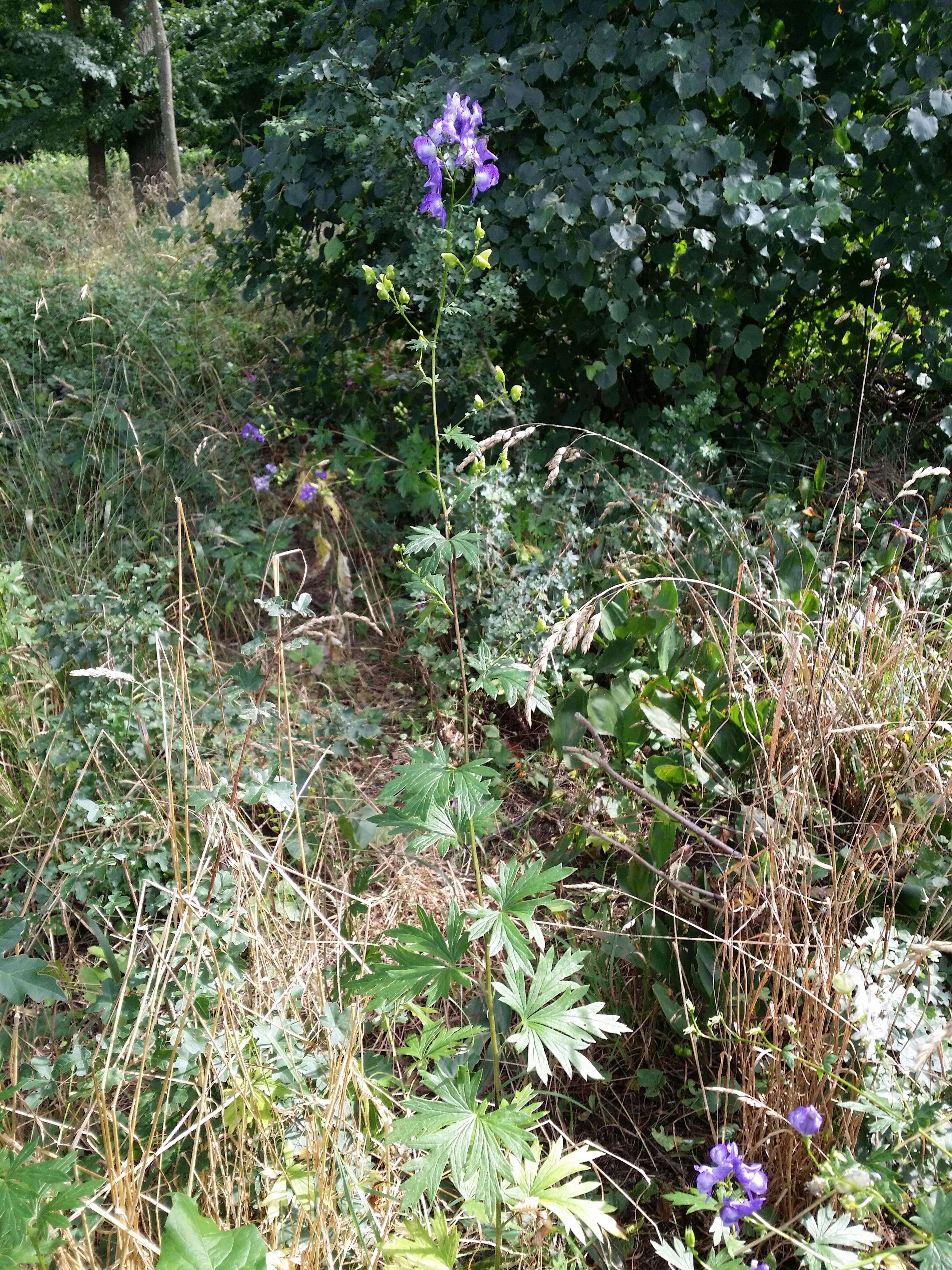 Image of Manchurian monkshood