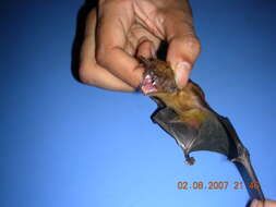 Image of Asiatic Lesser Yellow House Bat