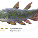 Image of Miguashaiidae