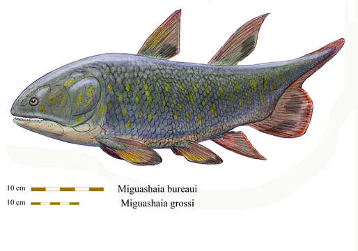 Image of Miguashaiidae