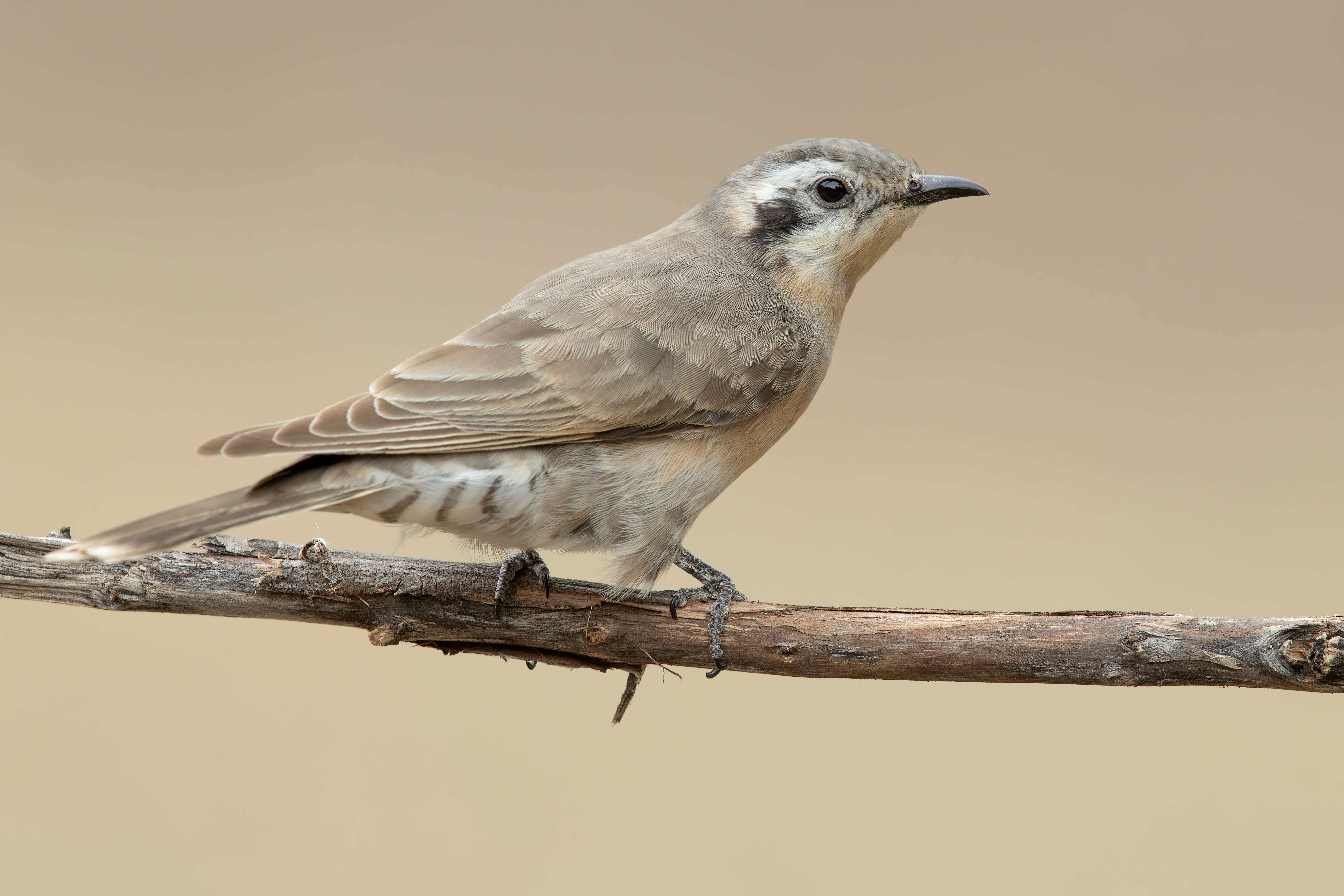 Image of Black-eared Cuckoo