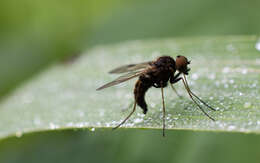 Image of Chrysopilus cristatus