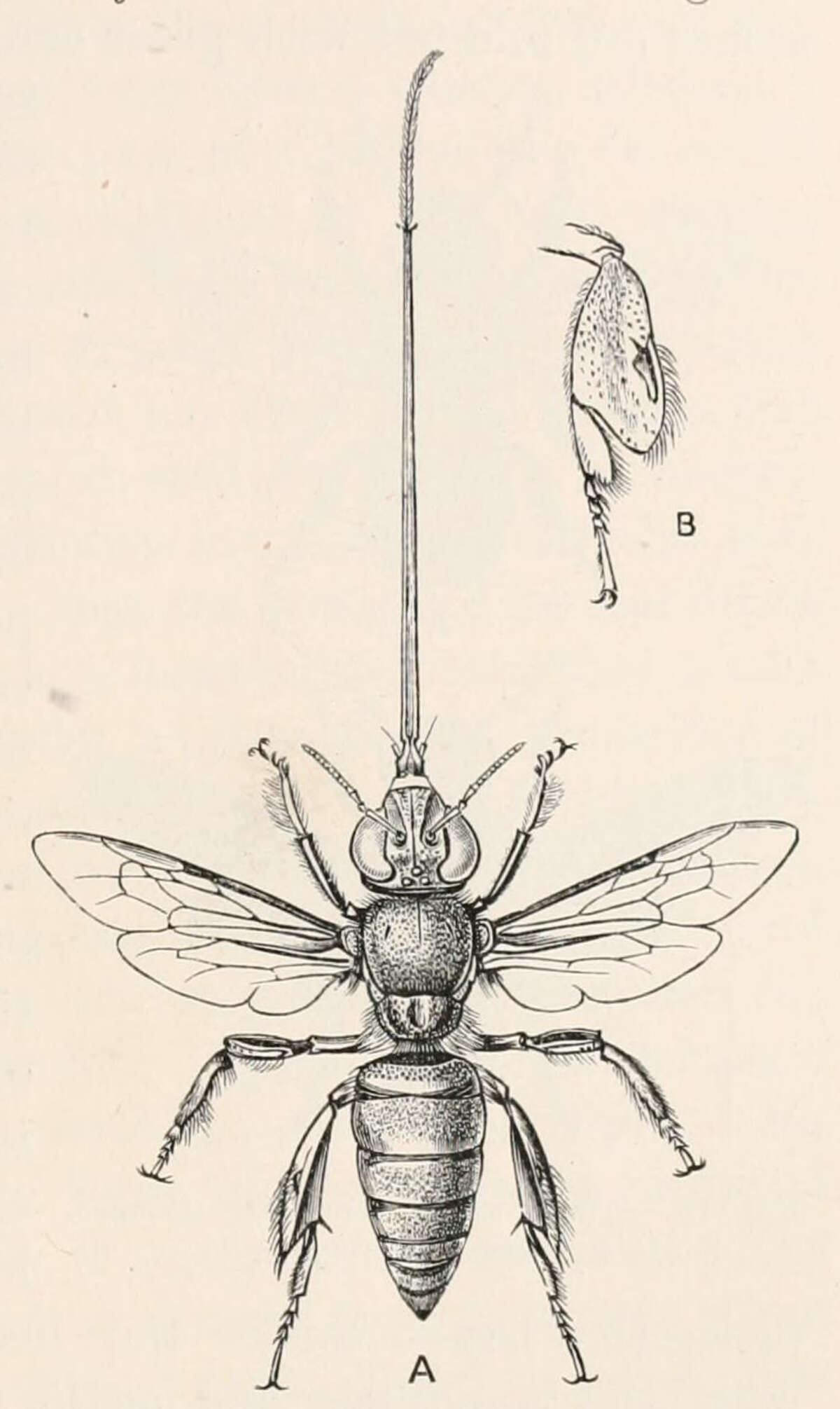 Image of Euglossa cordata (Linnaeus 1758)