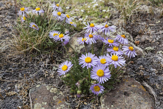 Image of featherleaf fleabane