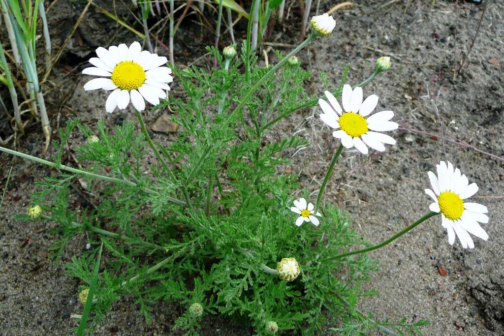 Image of corn chamomile