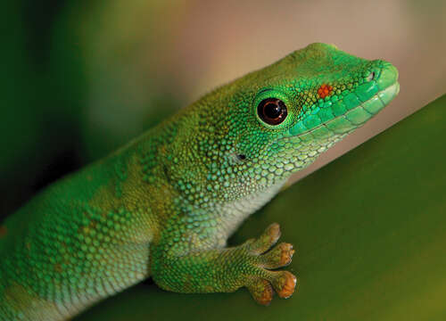 Phelsuma madagascariensis Gray 1831 resmi