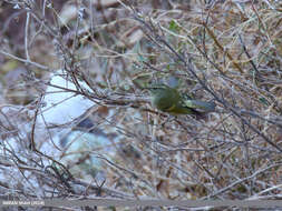 Image of Lemon-rumped Warbler