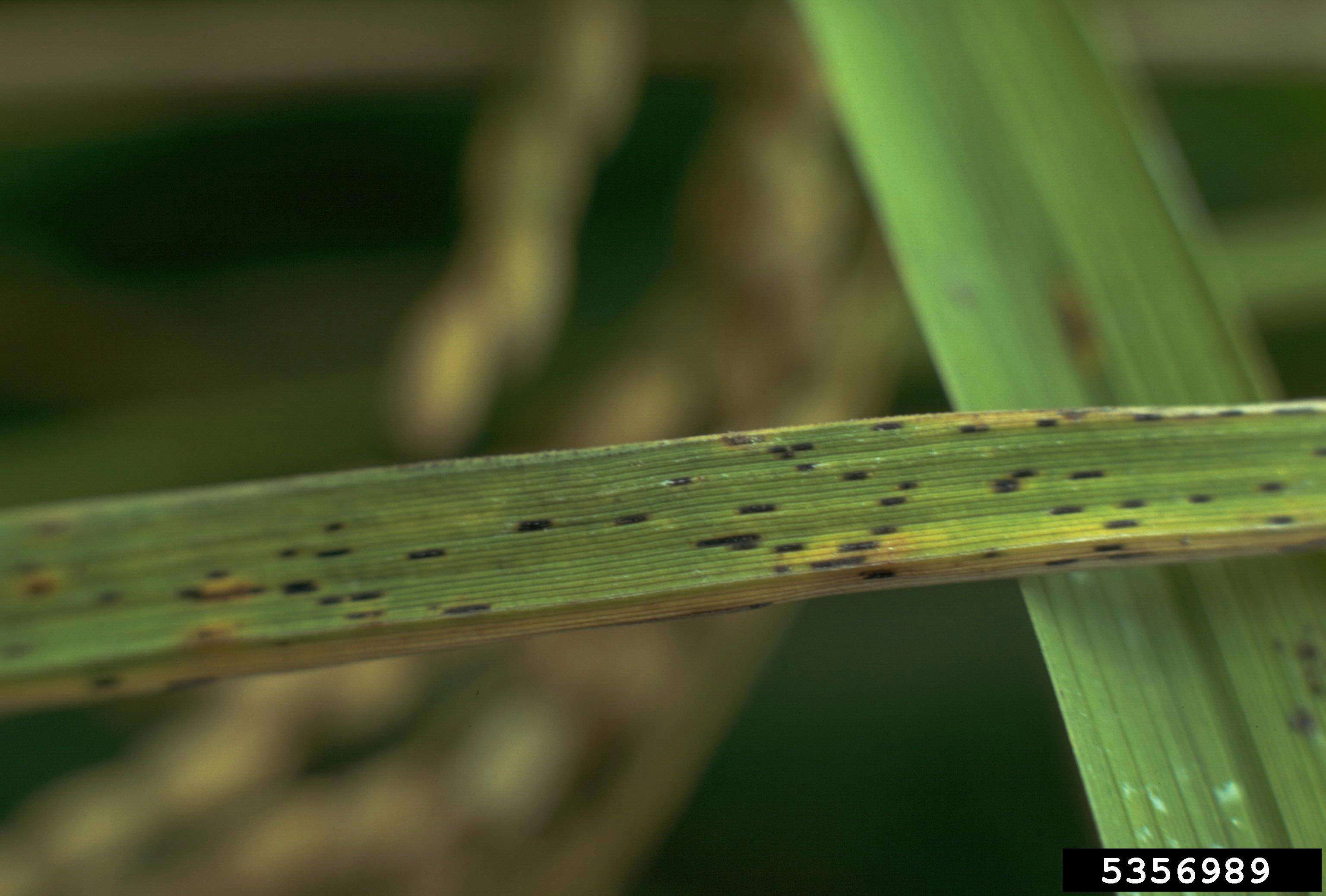 Image of rice