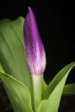 Image of Roscoea tibetica Batalin