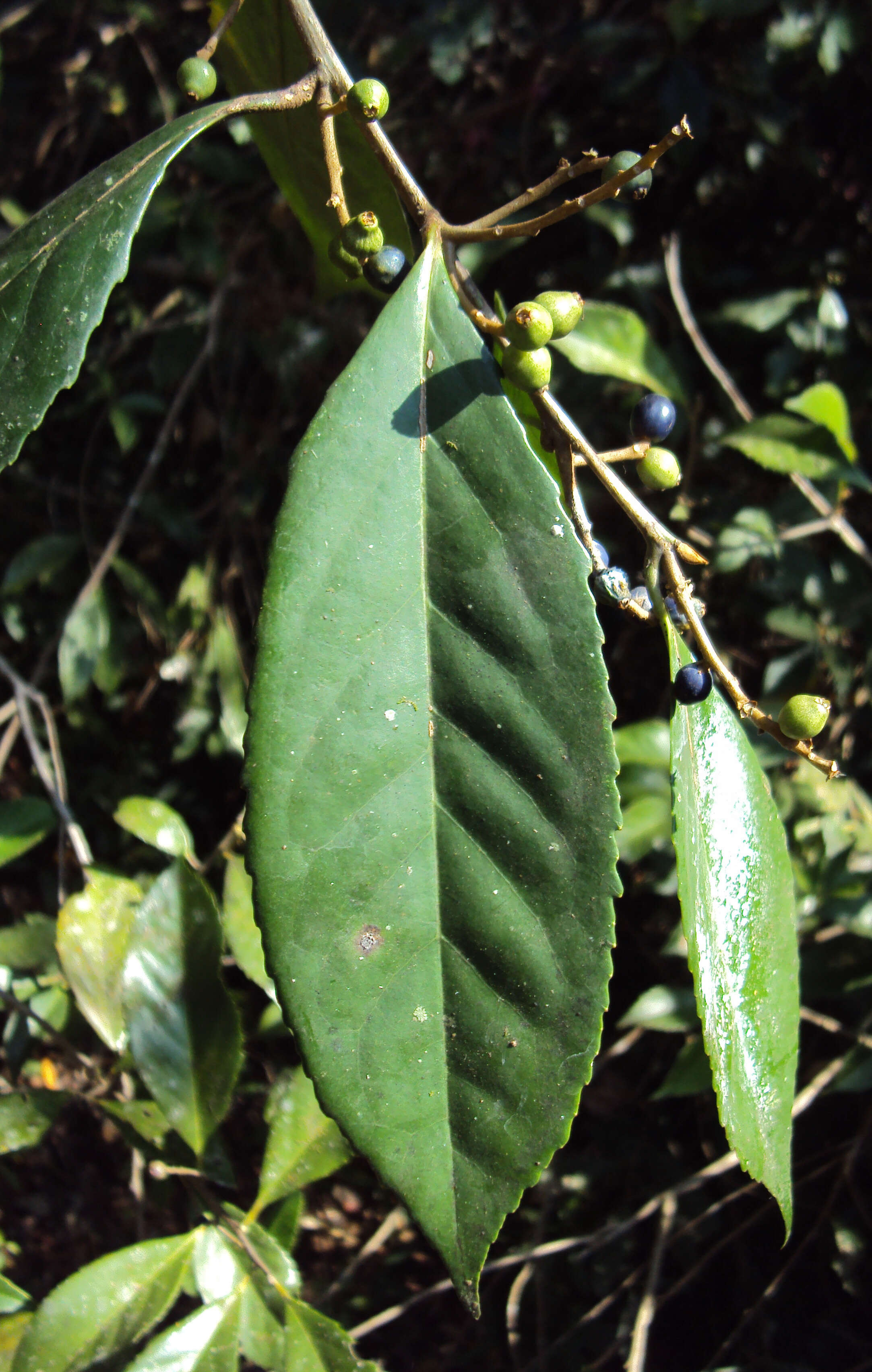 Image of Symplocos cochinchinensis (Lour.) Moore