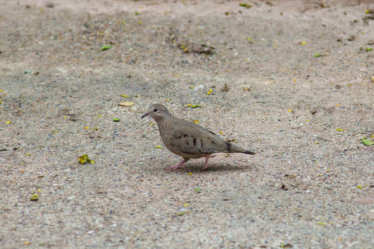 Image of Common Ground Dove