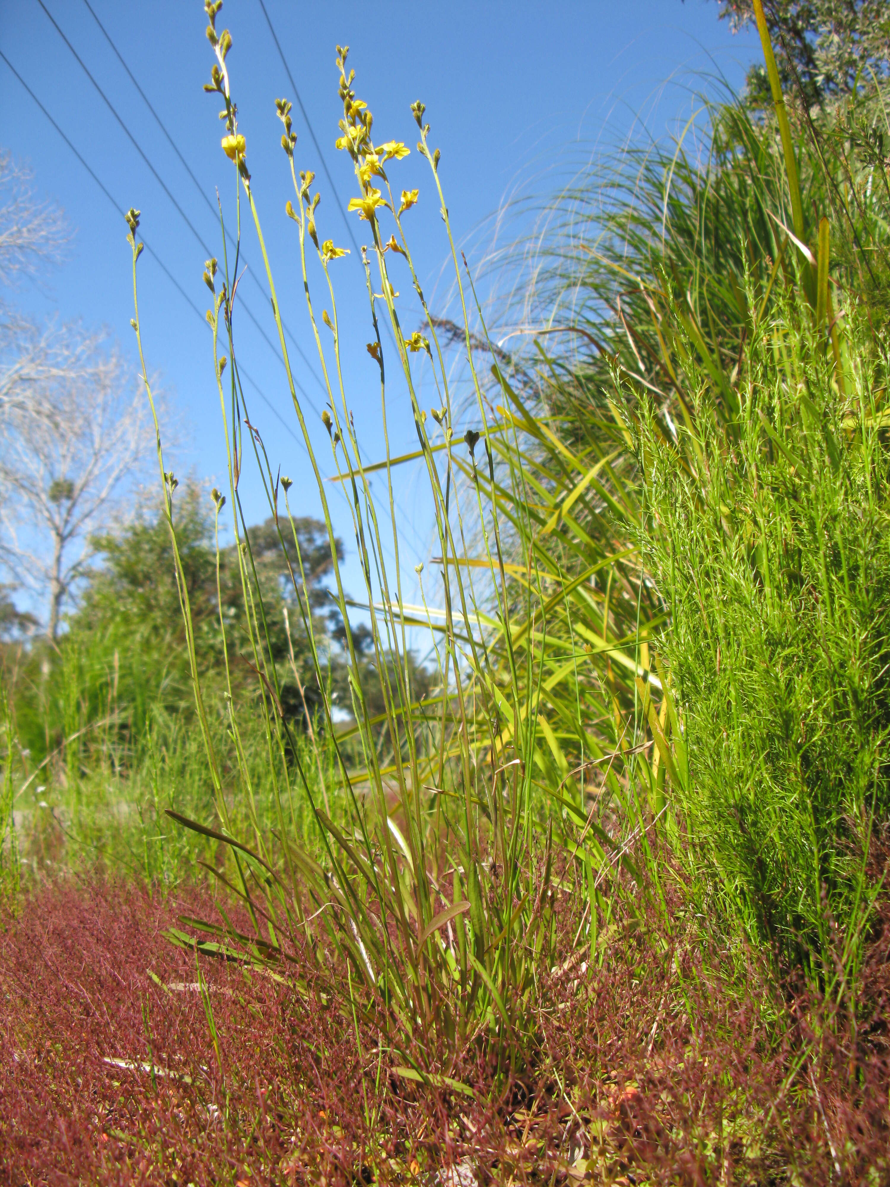 Image of Goodenia stelligera R. Br.