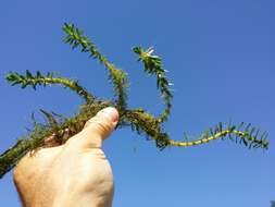 Image of twoleaf watermilfoil