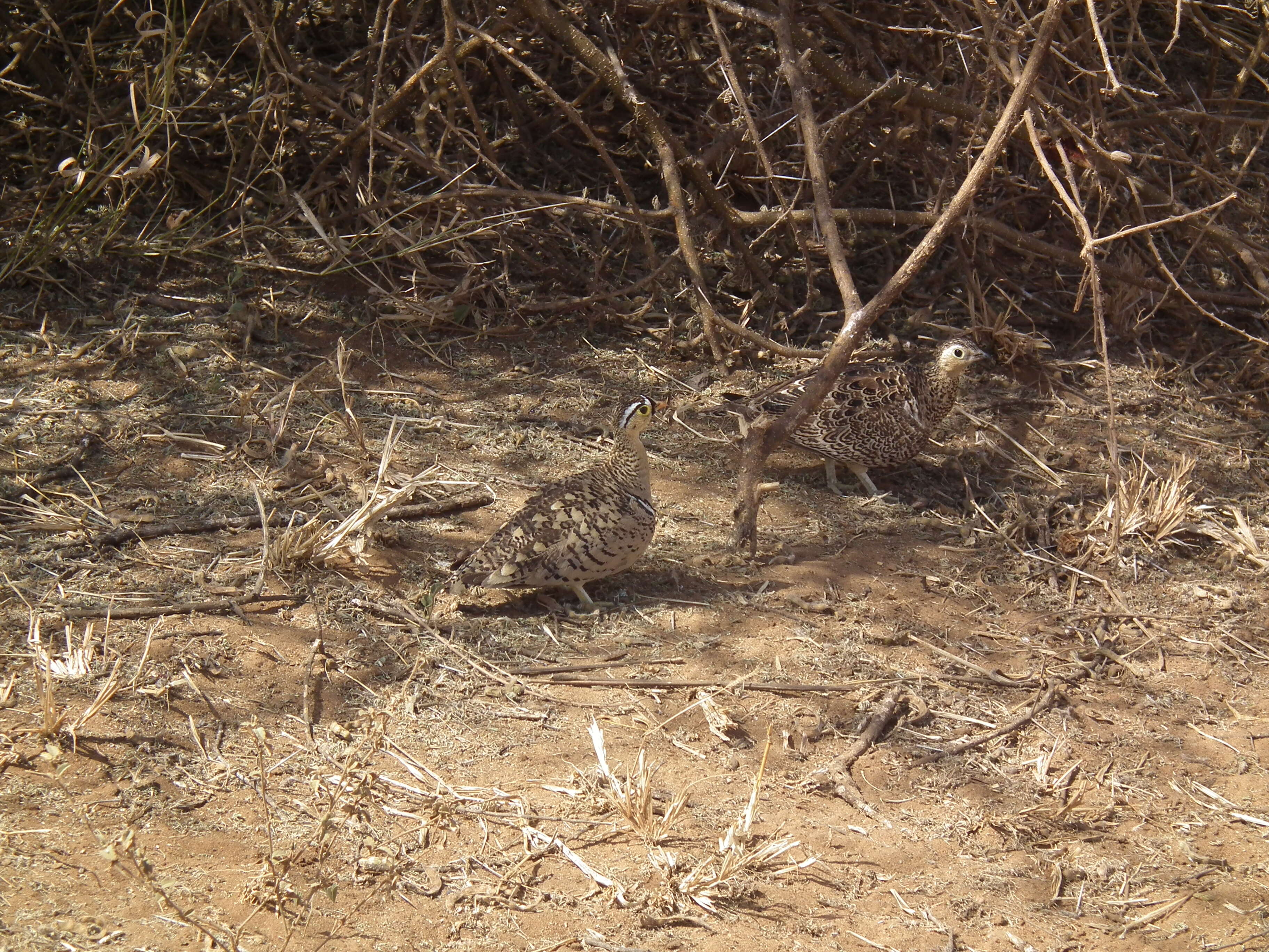 Image of Black-faced Sandgrouse