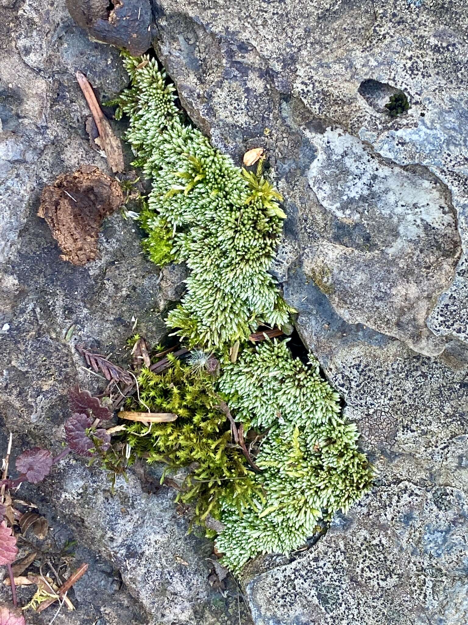 Image of silvergreen bryum moss