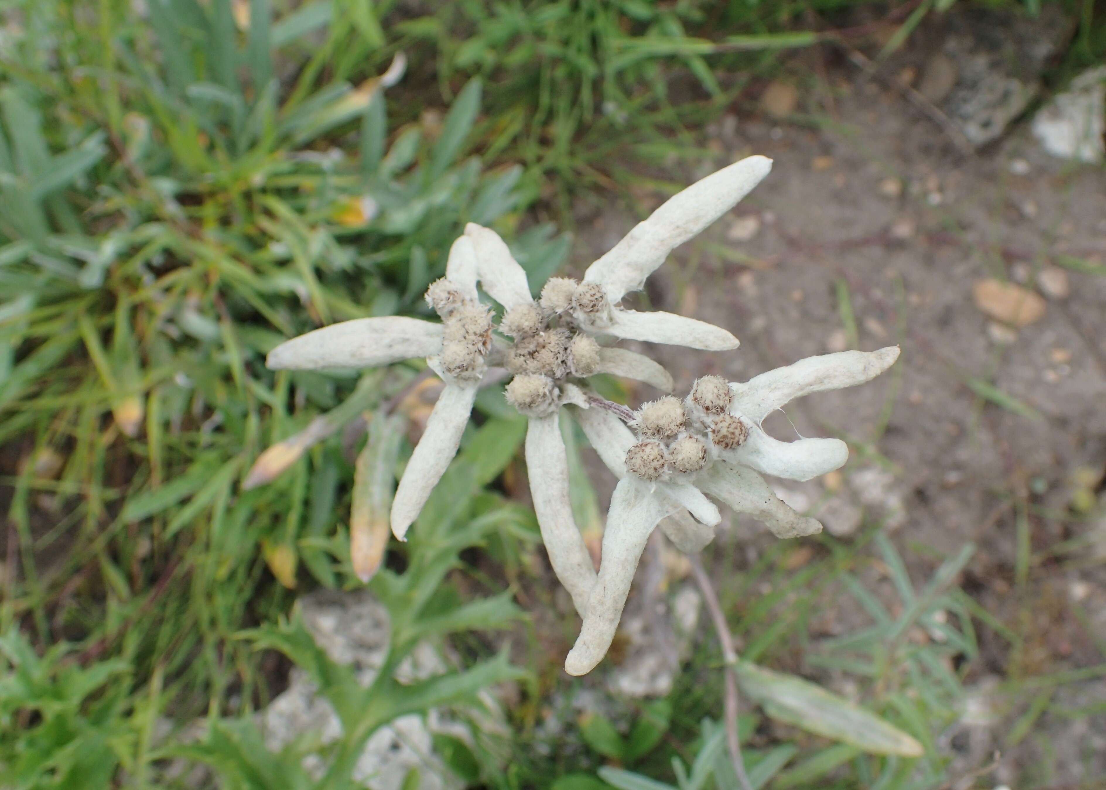 Image of Leontopodium himalayanum DC.