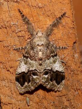 Image of Yellow-based Tussock Moth