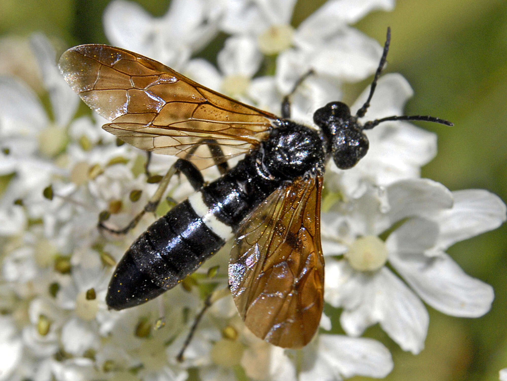 Image of <i>Tenthredo bifasciata</i>