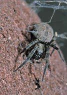 Image of Desid spider