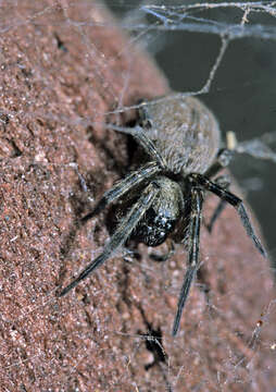 Image of Desid spider