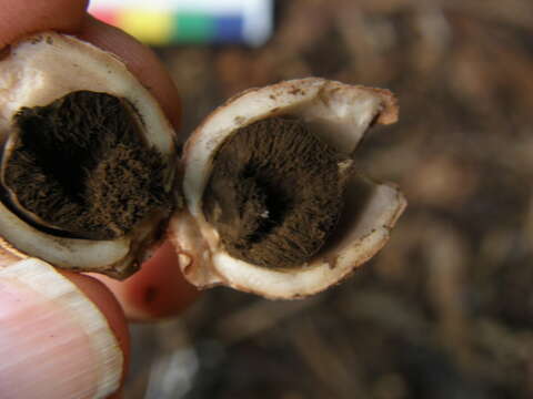 Image of Geastrum velutinum Morgan 1895