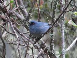 Image of Bluish Flower-piercer
