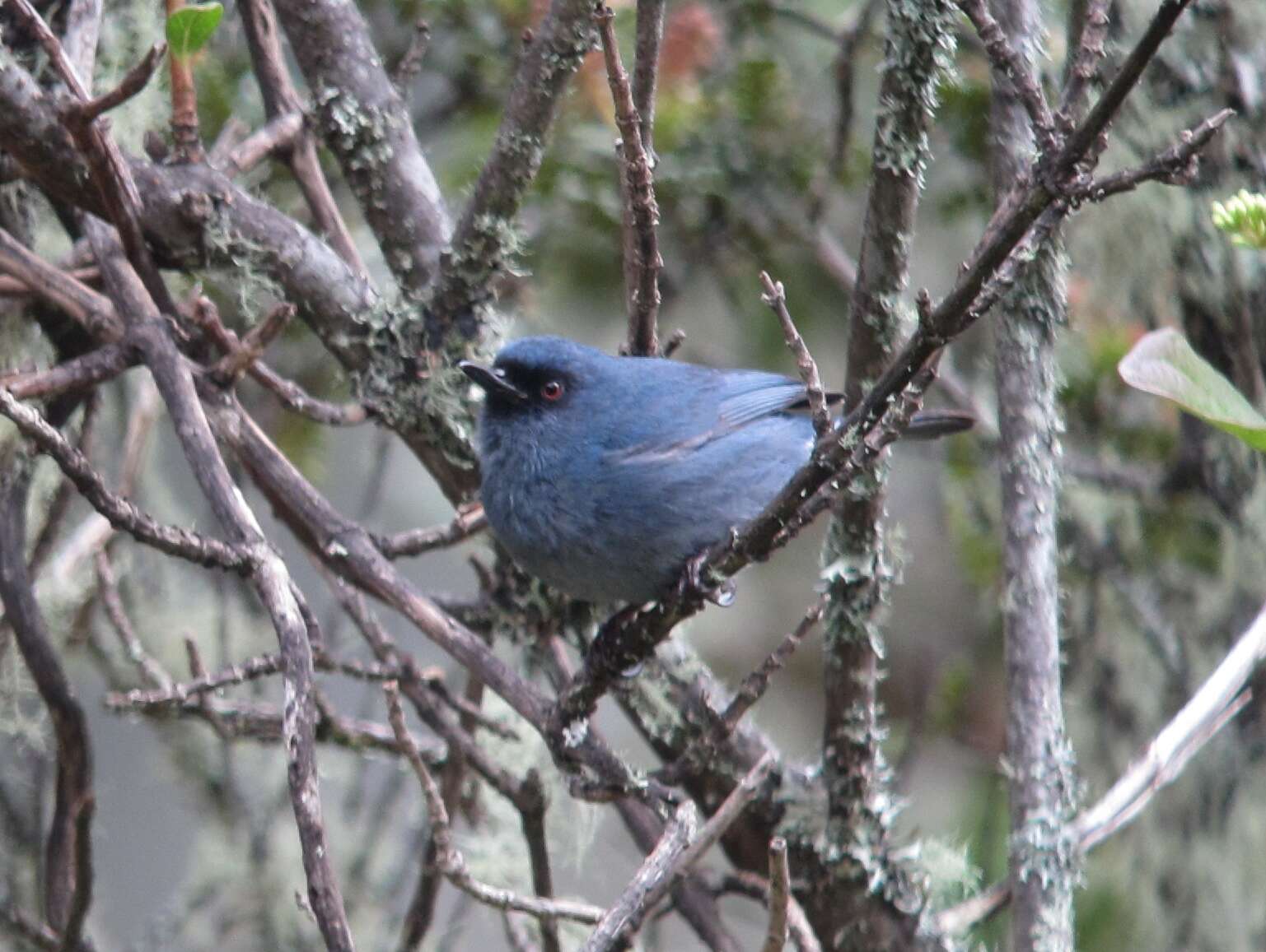 Image of Bluish Flower-piercer