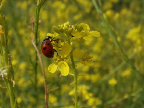 Image of black mustard