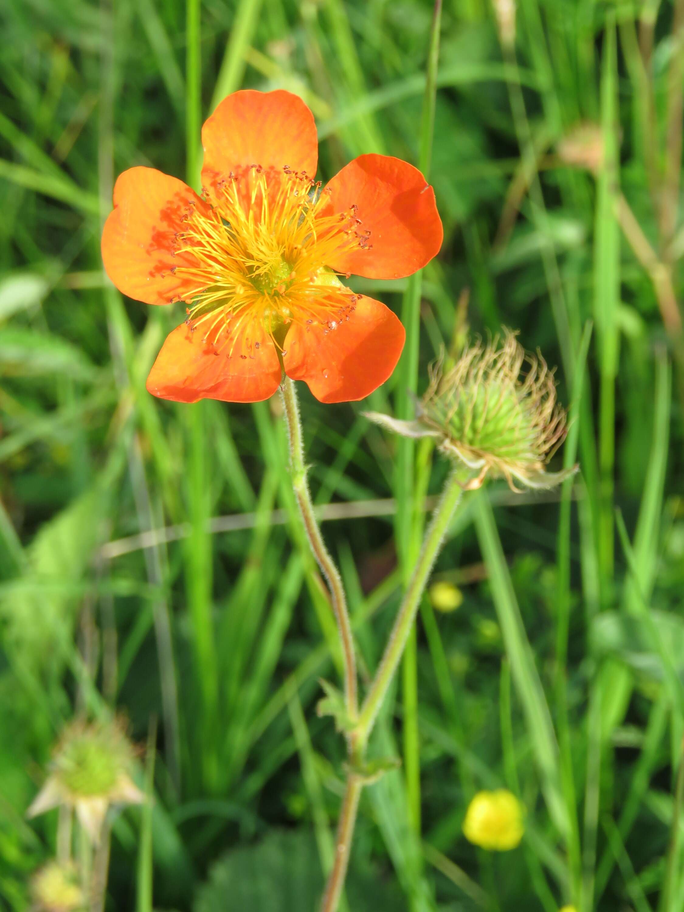 Image of Geum coccineum Sibth. & Sm.